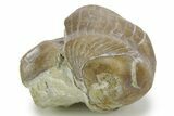 Bargain, Illaenus Sinuatus Trilobite Fossil - Russia #363087-2